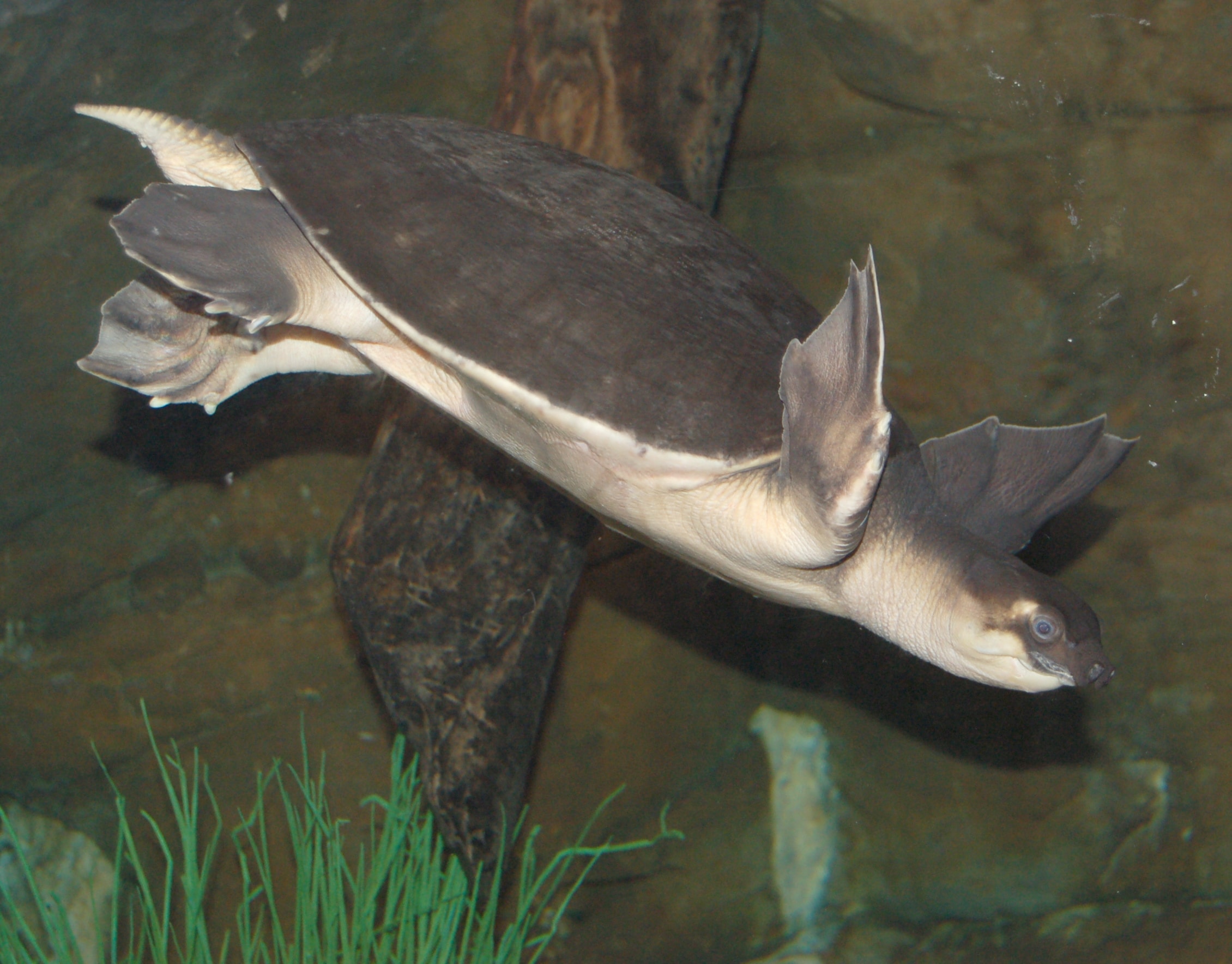 pig nosed turtle carettochelys insculpta diving 2260px