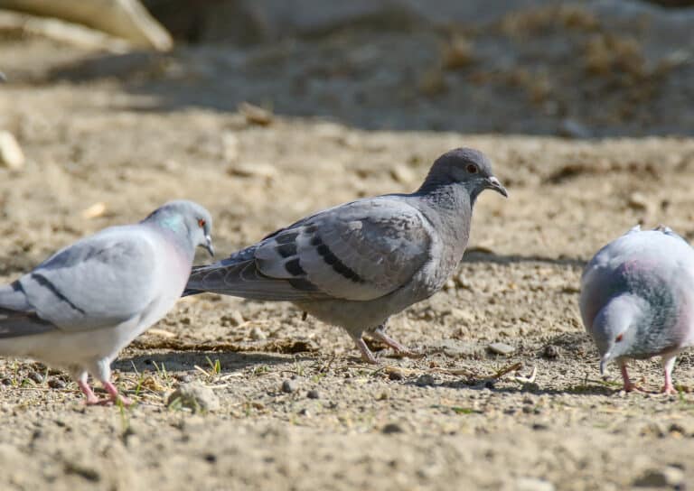 hill pigeons (columba rupestris) & a rock dove (columba livia), gojal, gilgit baltistan, pakistan (46557702732)