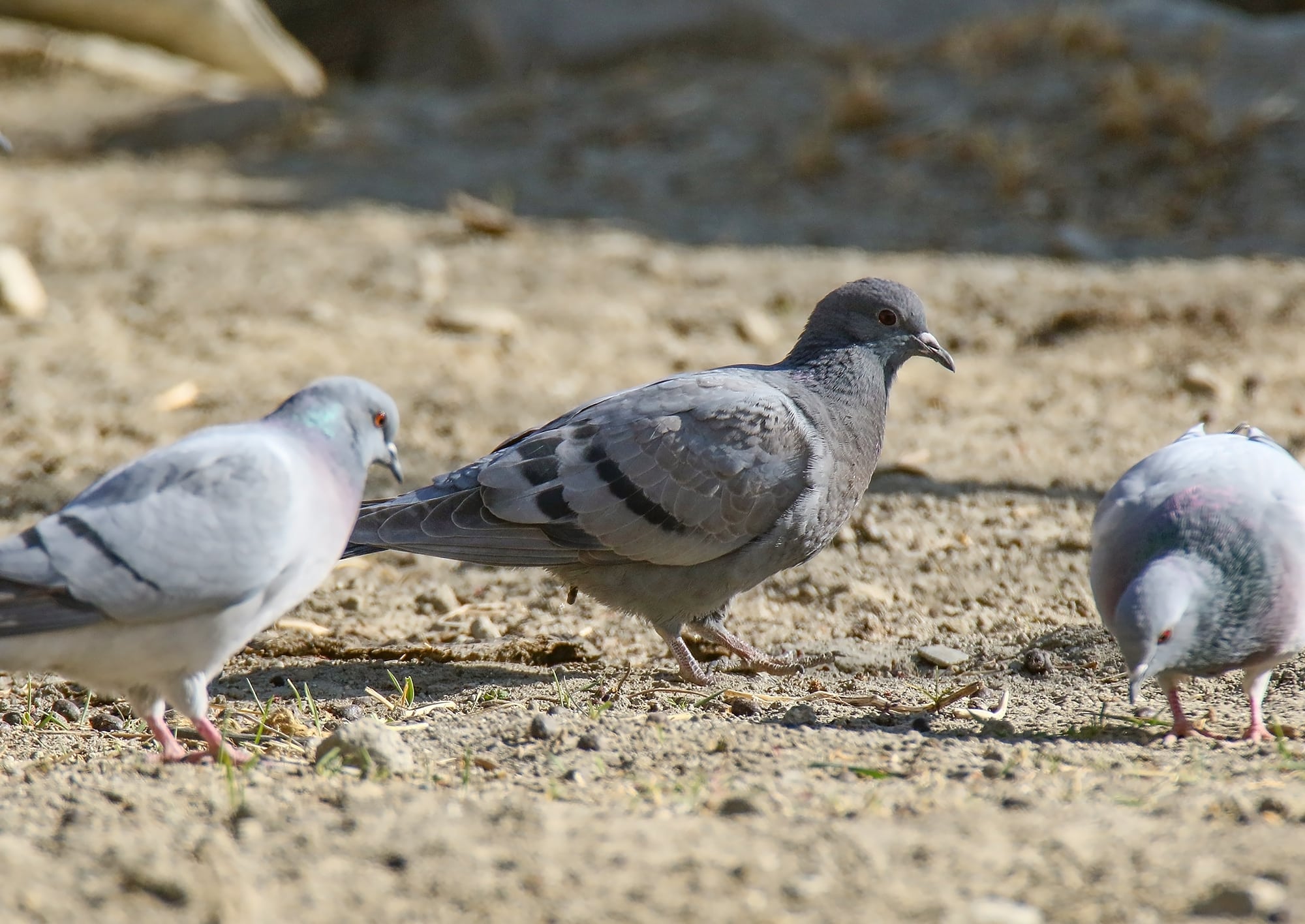 hill pigeons (columba rupestris) & a rock dove (columba livia), gojal, gilgit baltistan, pakistan (46557702732)