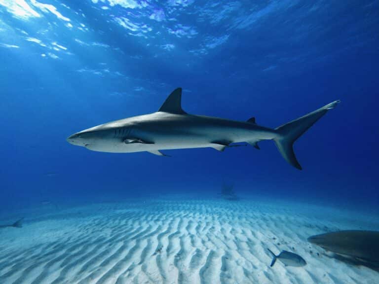 full shot of a caribbean reef shark at tiger beach bahamas Reef Shark