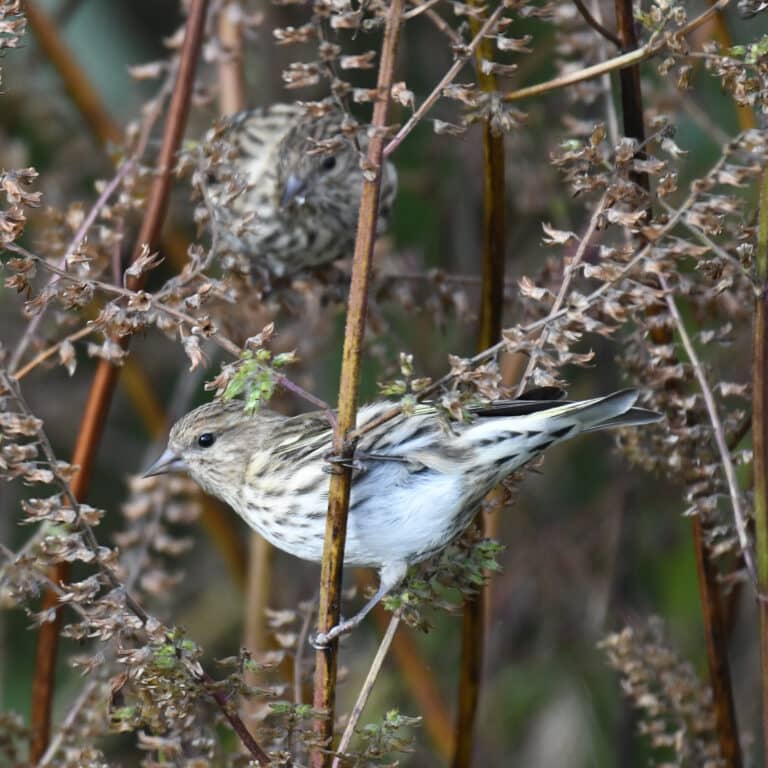 pine siskin turkey point 11.3.20 dsc 1870