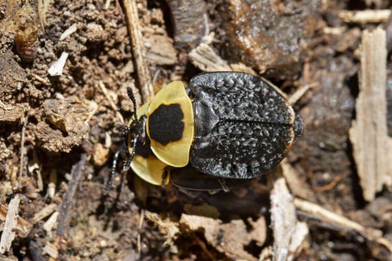 silphidae necrophila americana (american carrion beetle) 50023817303 silphidae necrophila americana (american carrion beetle) 50023817303