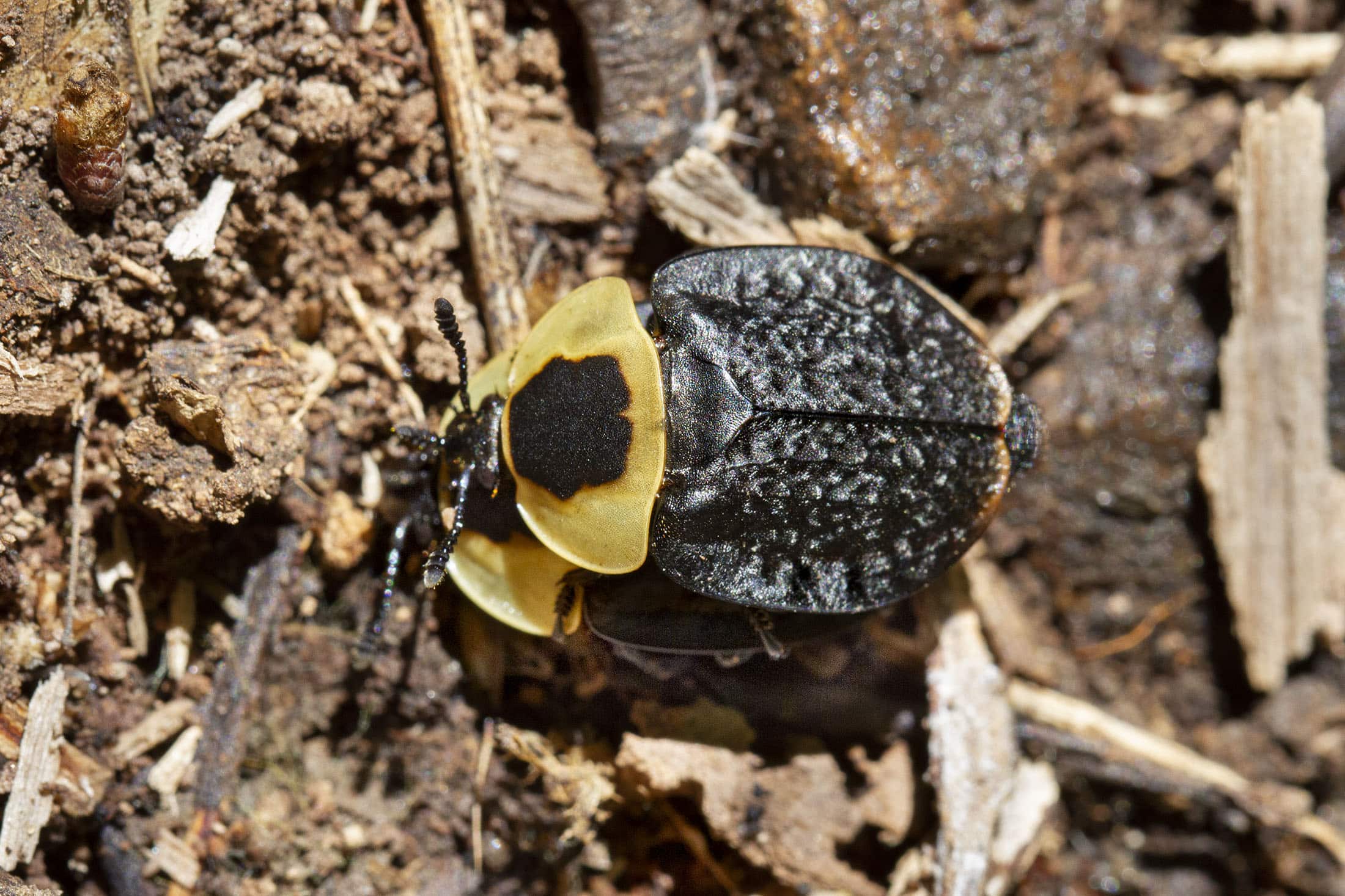 silphidae necrophila americana (american carrion beetle) 50023817303 silphidae necrophila americana (american carrion beetle) 50023817303