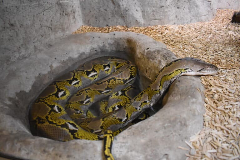 reptilarium du larzac malayopython reticulatus 10 reptilarium du larzac malayopython reticulatus 10