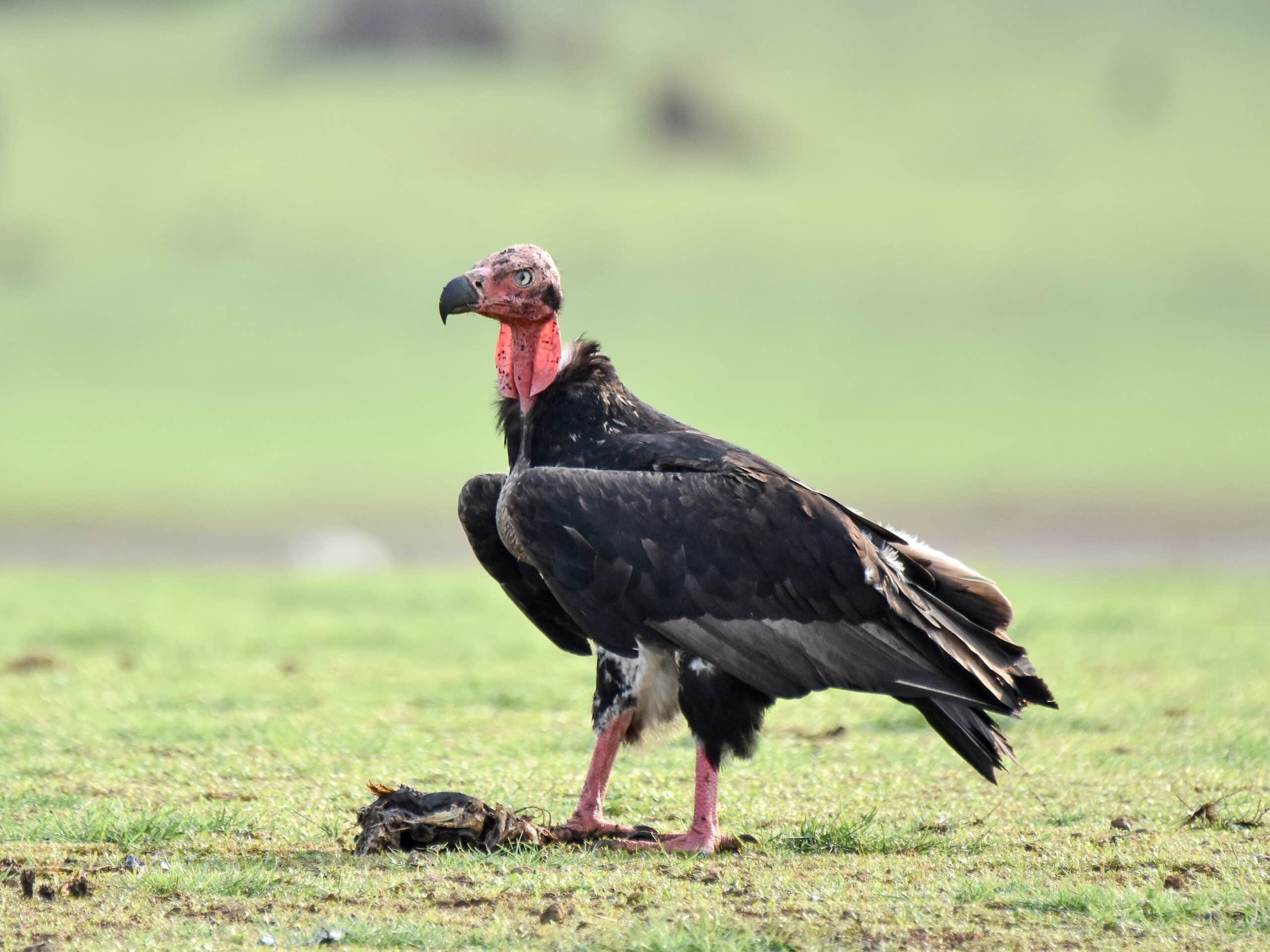 red headed vulture prey kabini apr22 d72 23786