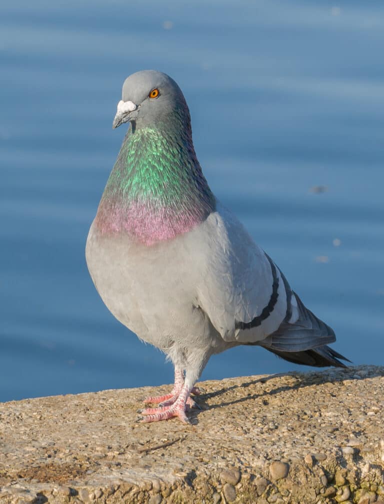 file:paloma bravía (columba livia), palacio de nymphenburg, múnich, alemania01.jpg