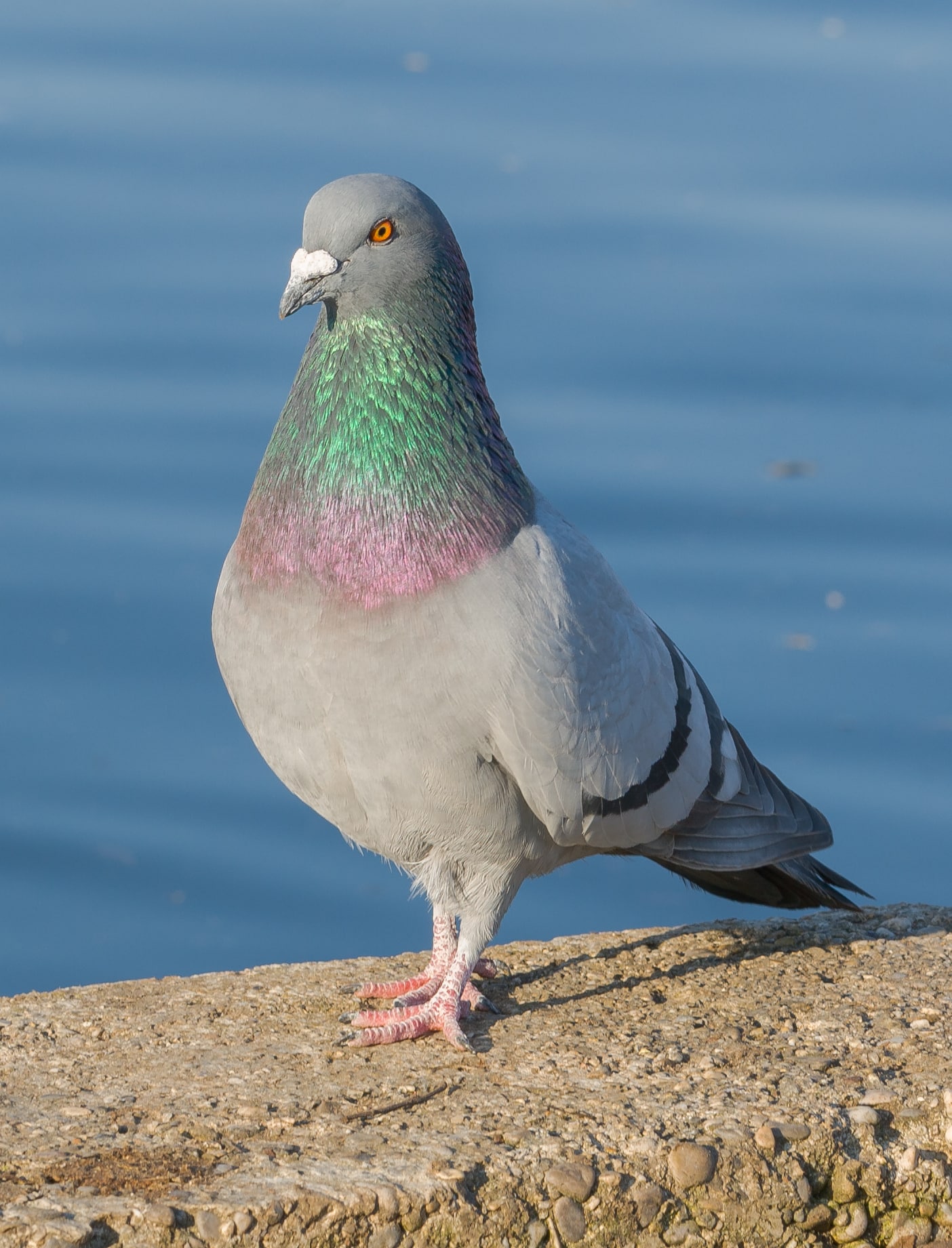file:paloma bravía (columba livia), palacio de nymphenburg, múnich, alemania01.jpg