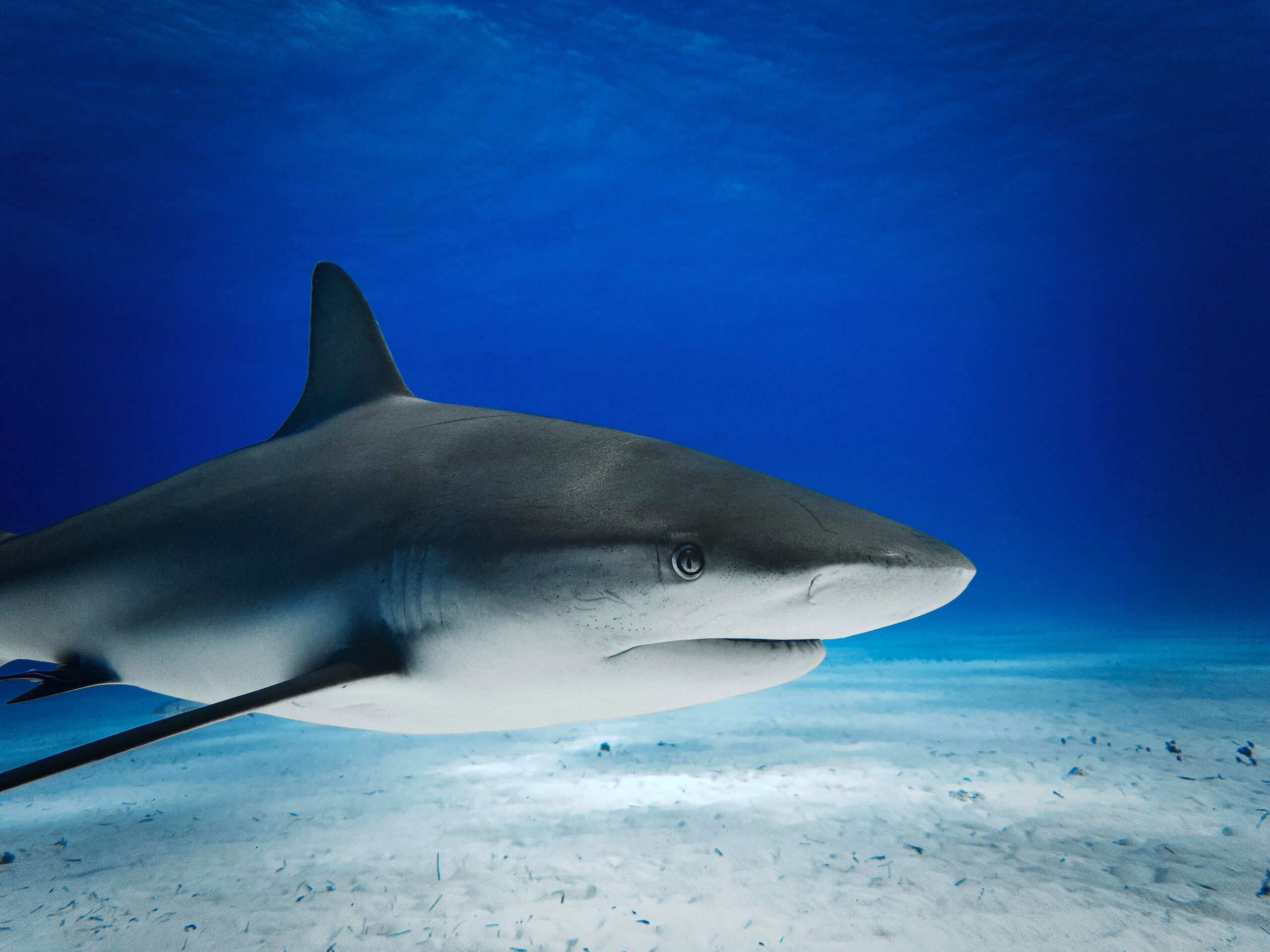 head and trunk of caribbean reef shark at tiger beach bahamas