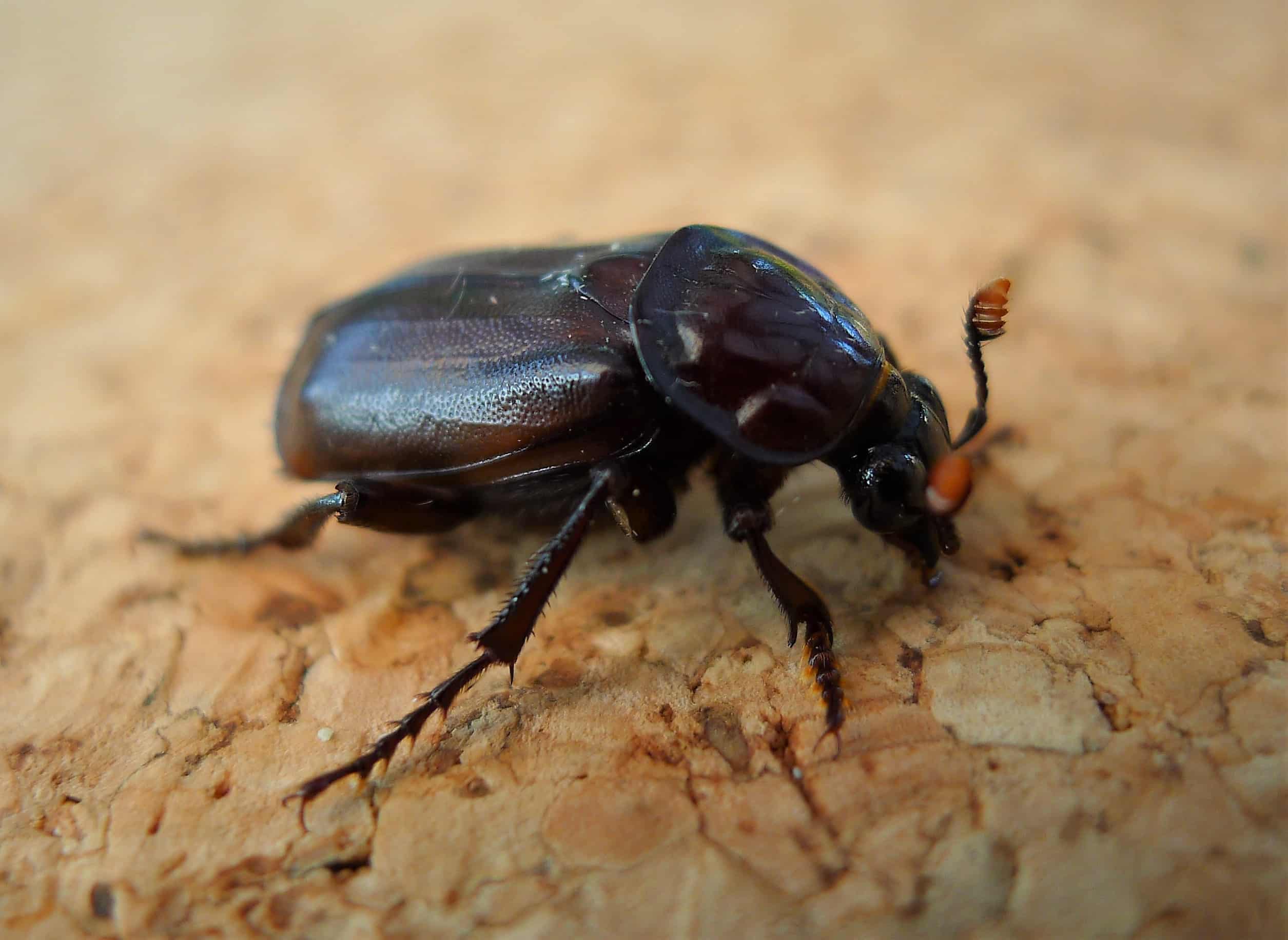 burying beetle, (nicrophorus humator, sexton beetle). silphidae (29802188548) burying beetle, (nicrophorus humator, sexton beetle). silphidae (29802188548)