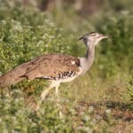 Kori Bustard