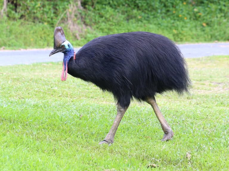 file:southern cassowary 7071.jpg file:southern cassowary 7071.jpg