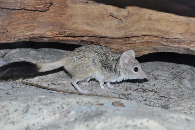 dasycercus byrnei dasycercus byrnei Kowari