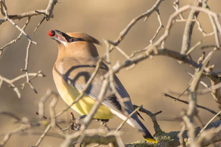 cedar waxwing (bombycilla cedrorum) (24565193890) cedar waxwing (bombycilla cedrorum) (24565193890)