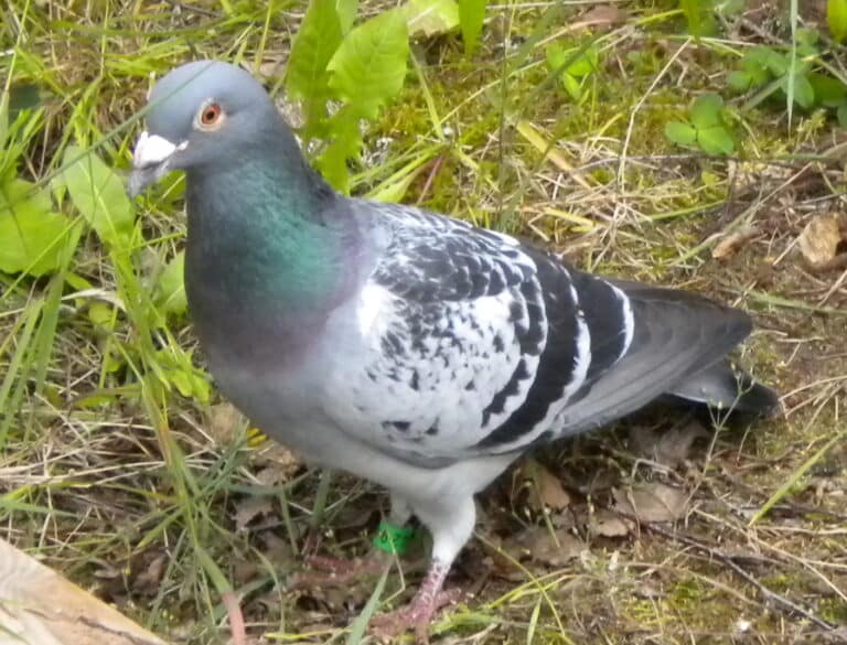 bird ringing columba livia