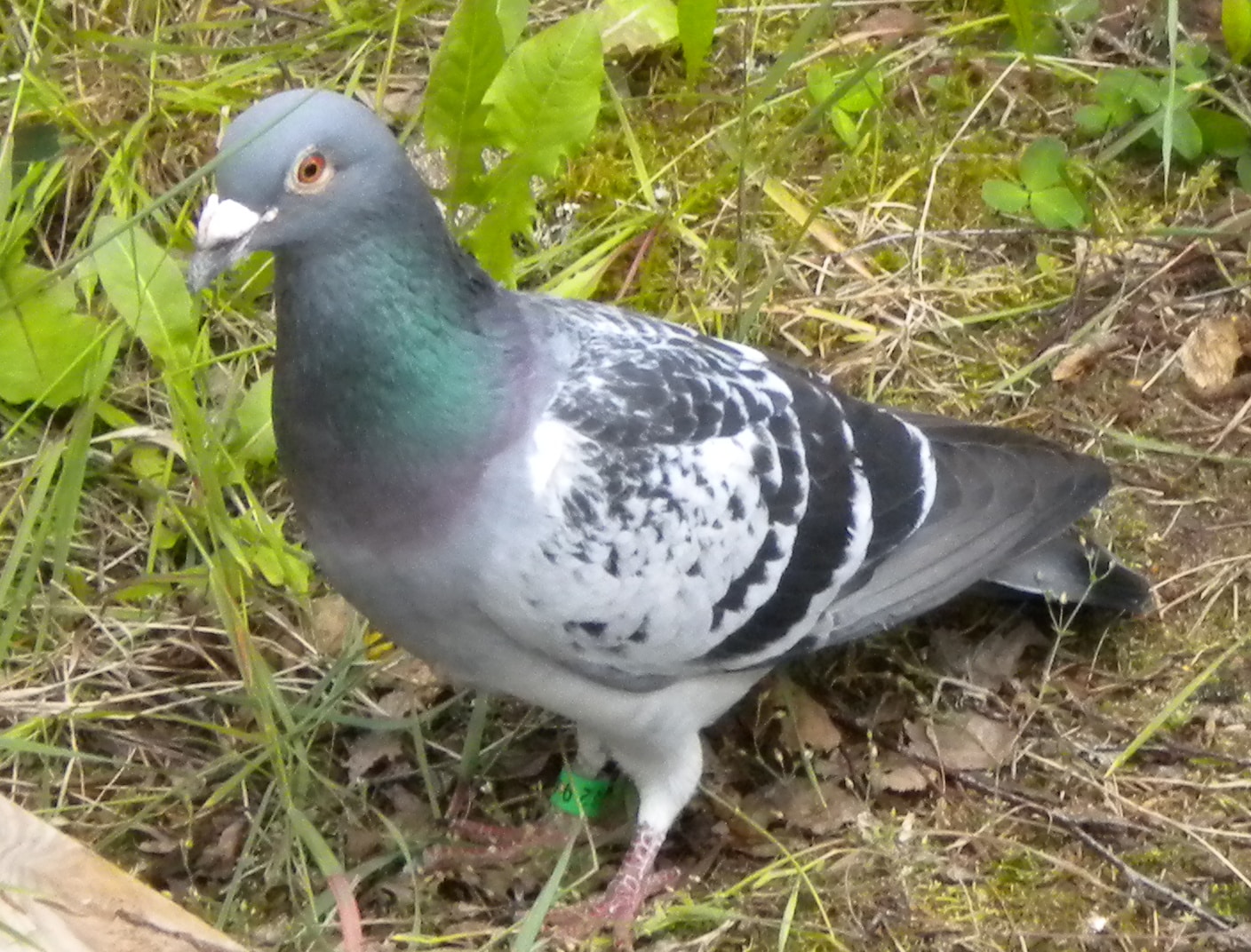 bird ringing columba livia