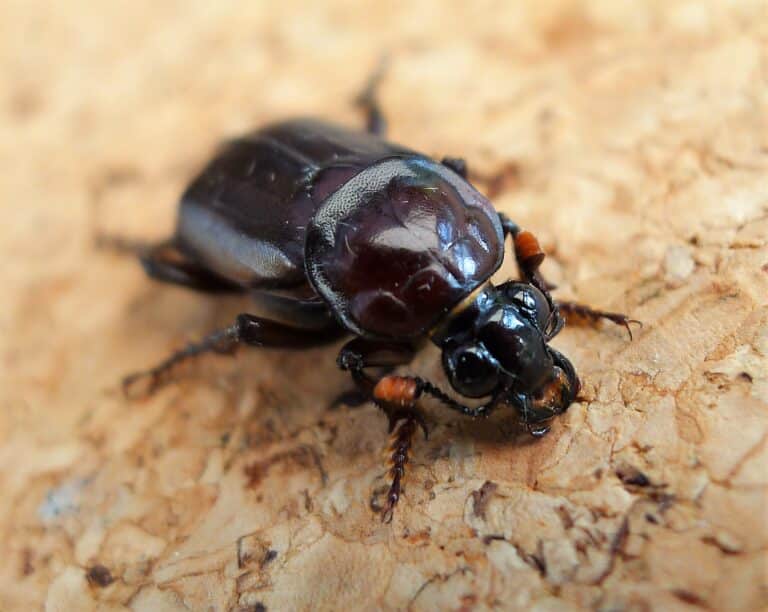 burying beetle, (nicrophorus humator, sexton beetle). silphidae (29802185348) burying beetle, (nicrophorus humator, sexton beetle). silphidae (29802185348)