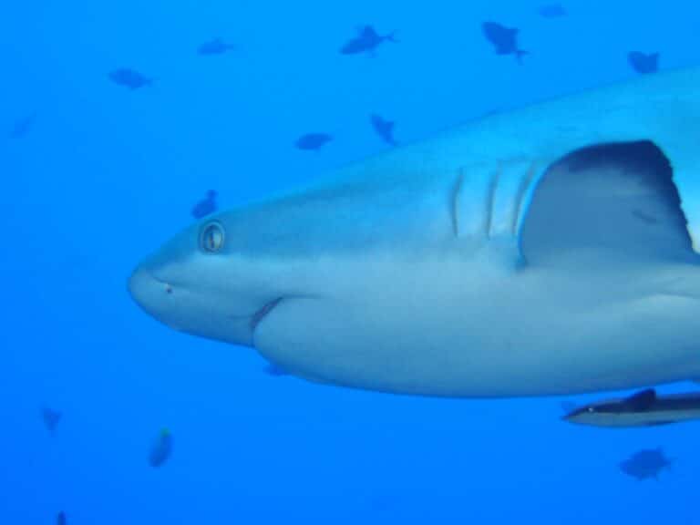 grey reef shark
