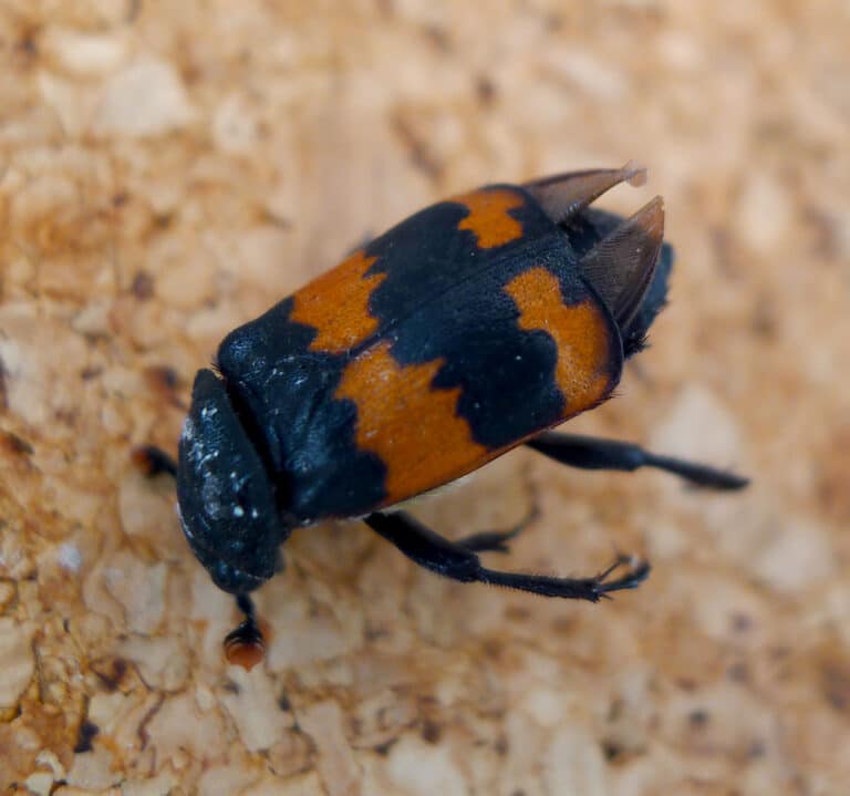 nicrophorus sp. (n. vestigator?) silphidae flickr gailhampshire nicrophorus sp. (n. vestigator?) silphidae flickr gailhampshire