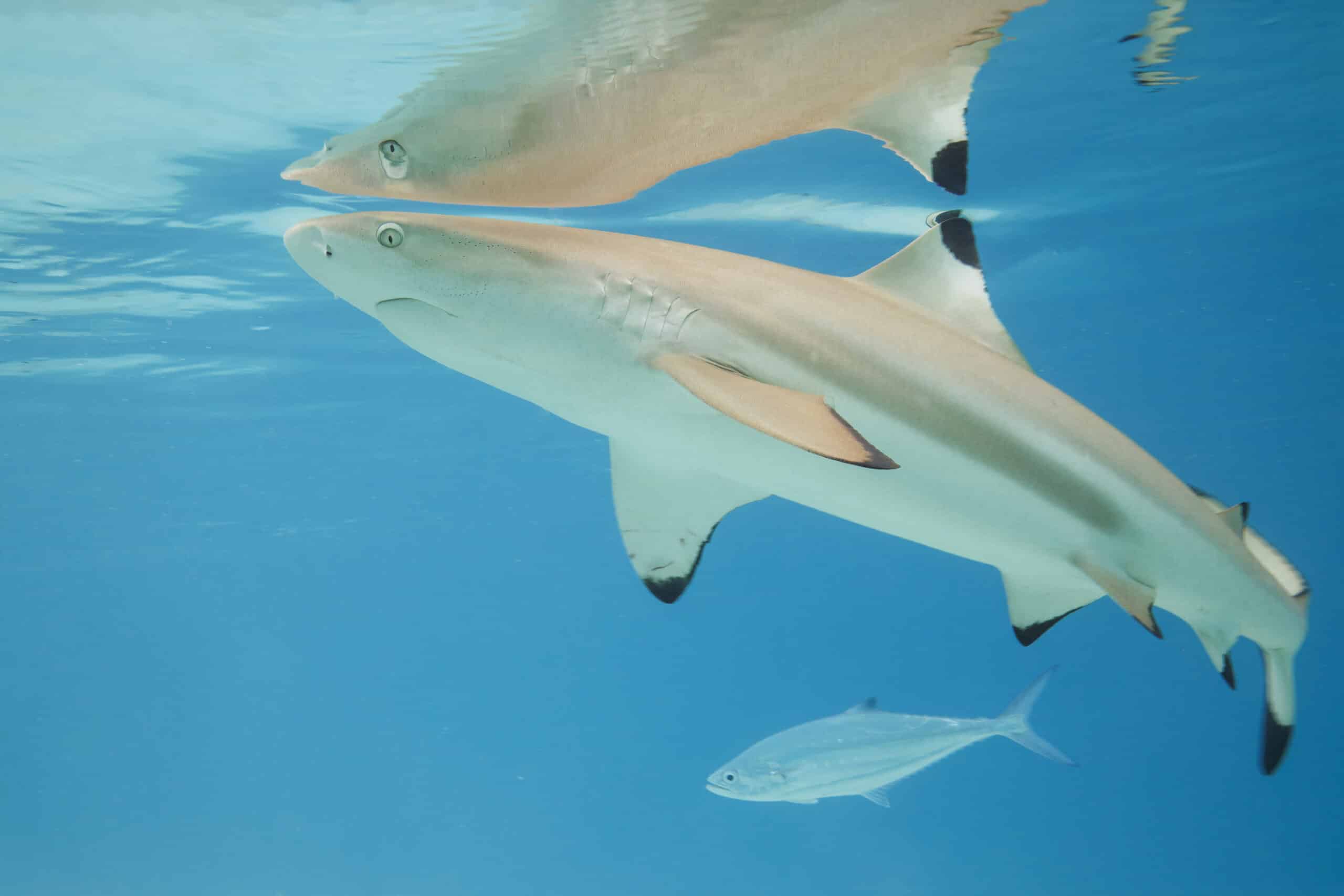 blacktip reef shark (carcharhinus melanopterus) moorea 5