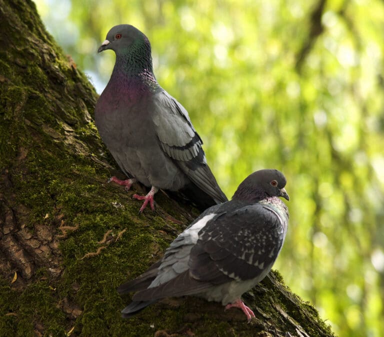 columba livia lc0199