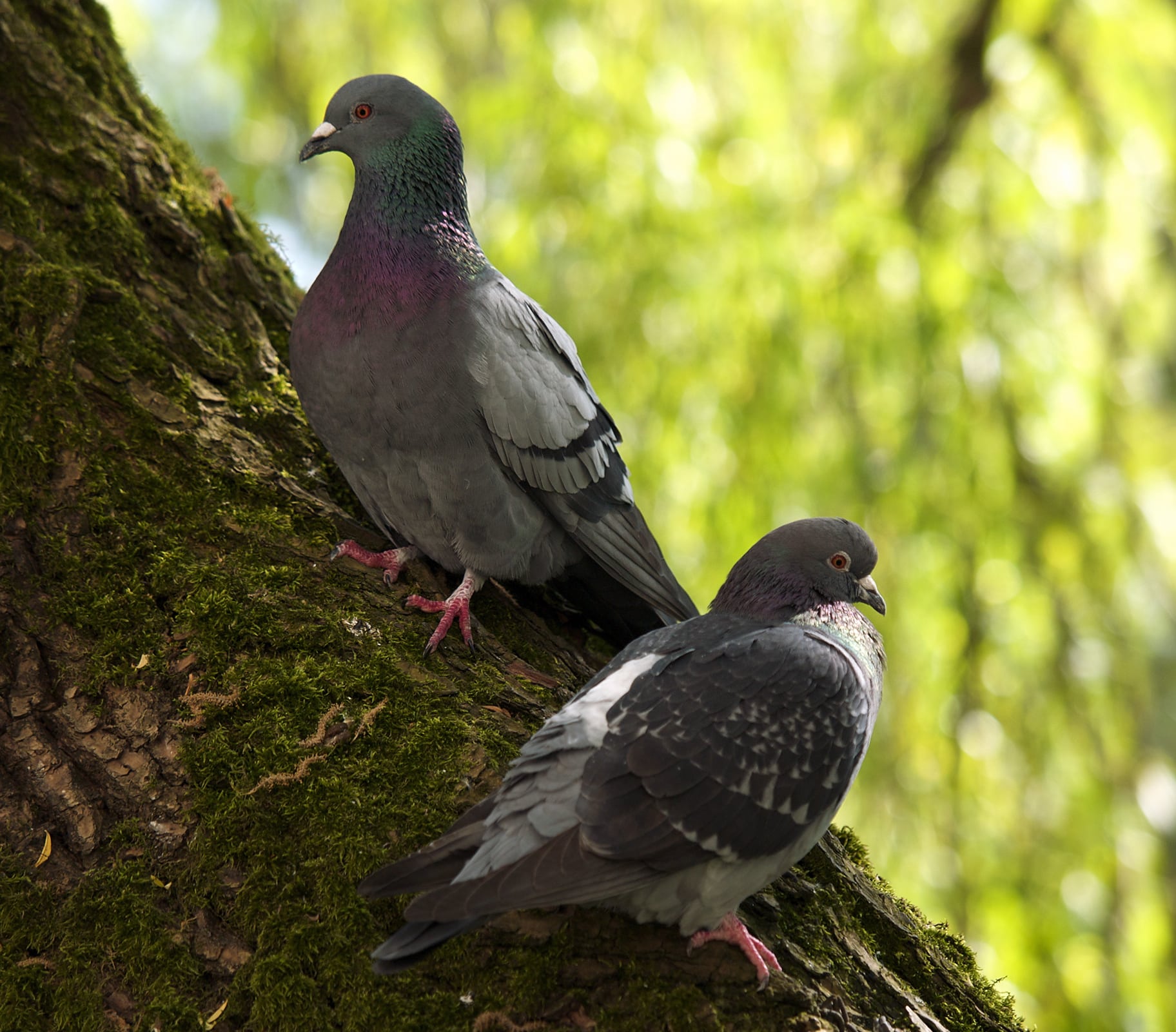 columba livia lc0199