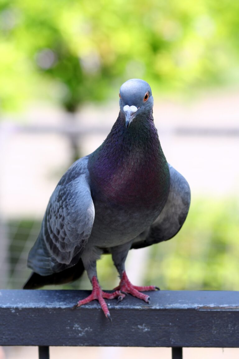 pigeon columba livia amk