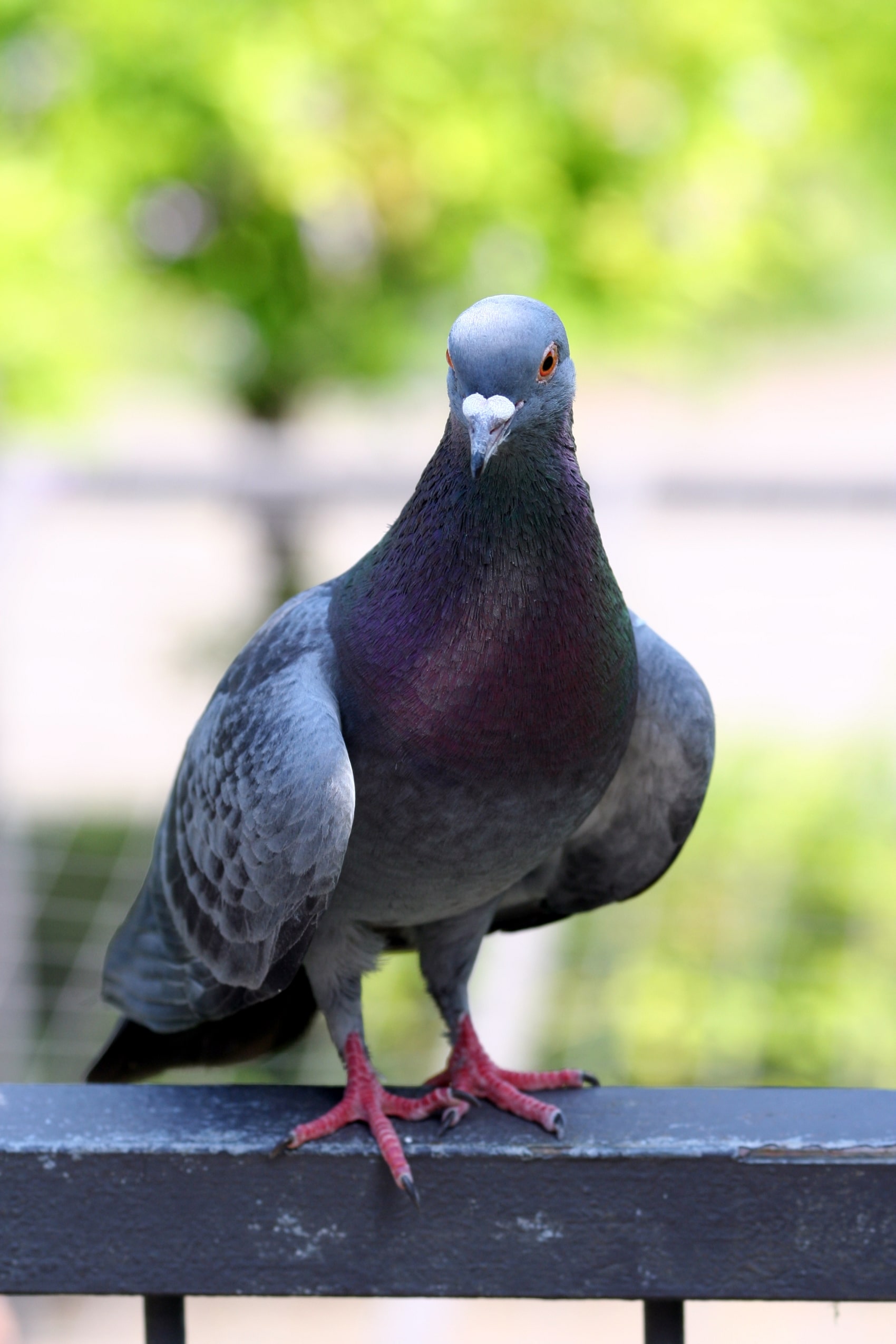 pigeon columba livia amk