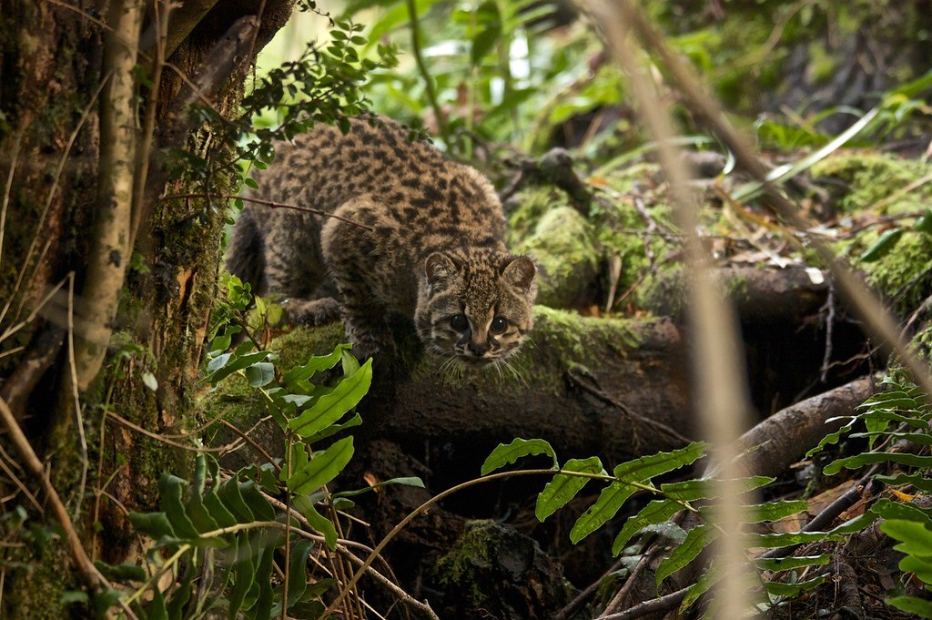 chile 15 006 kodkod cat, credit fauna australis