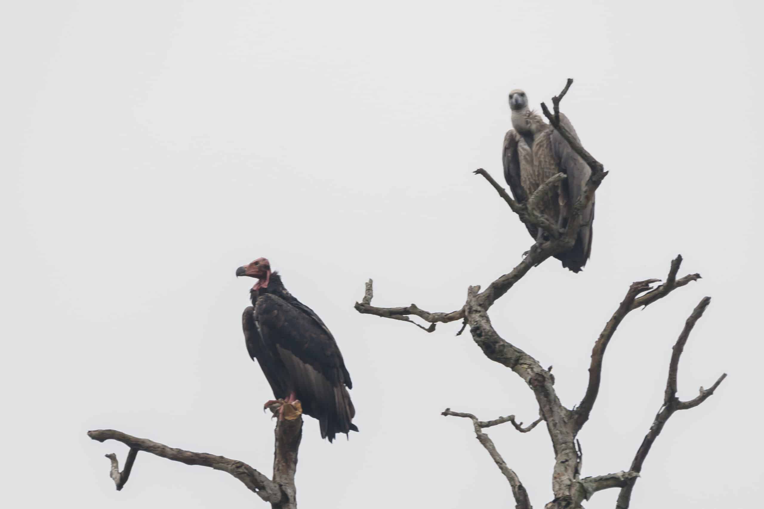 red headed vulture (sarcogyps calvus) 01