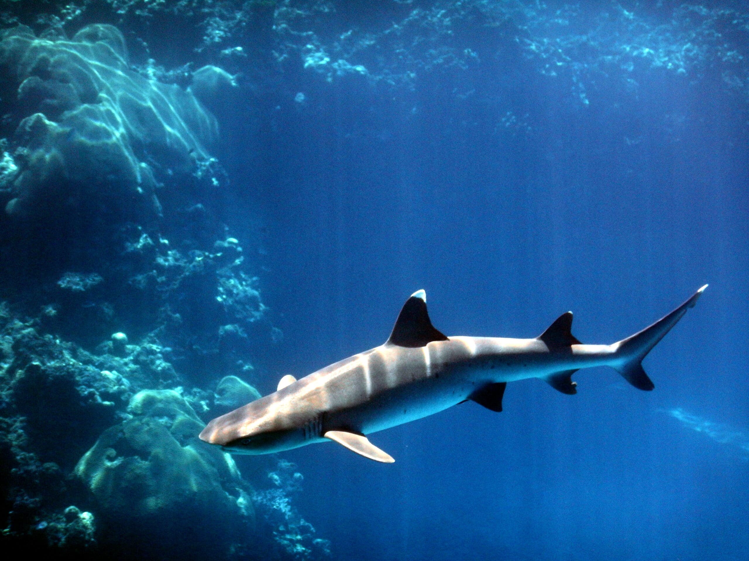 whitetip reef shark, kuata, yasawa, fiji (1) august 2016