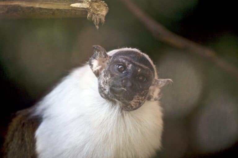 pied tamarin (4178202116)