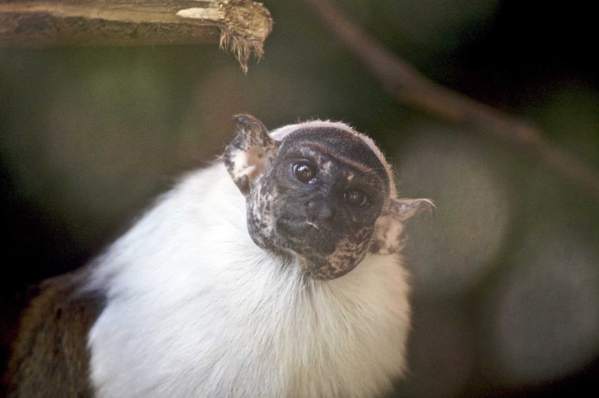 pied tamarin (4178202116)