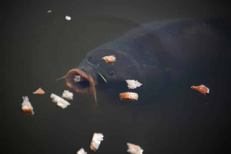 lainzer tiergarten märz 2014 hohenauer teich karpfen (cyprinus carpio) 4 lainzer tiergarten märz 2014 hohenauer teich karpfen (cyprinus carpio) 4
