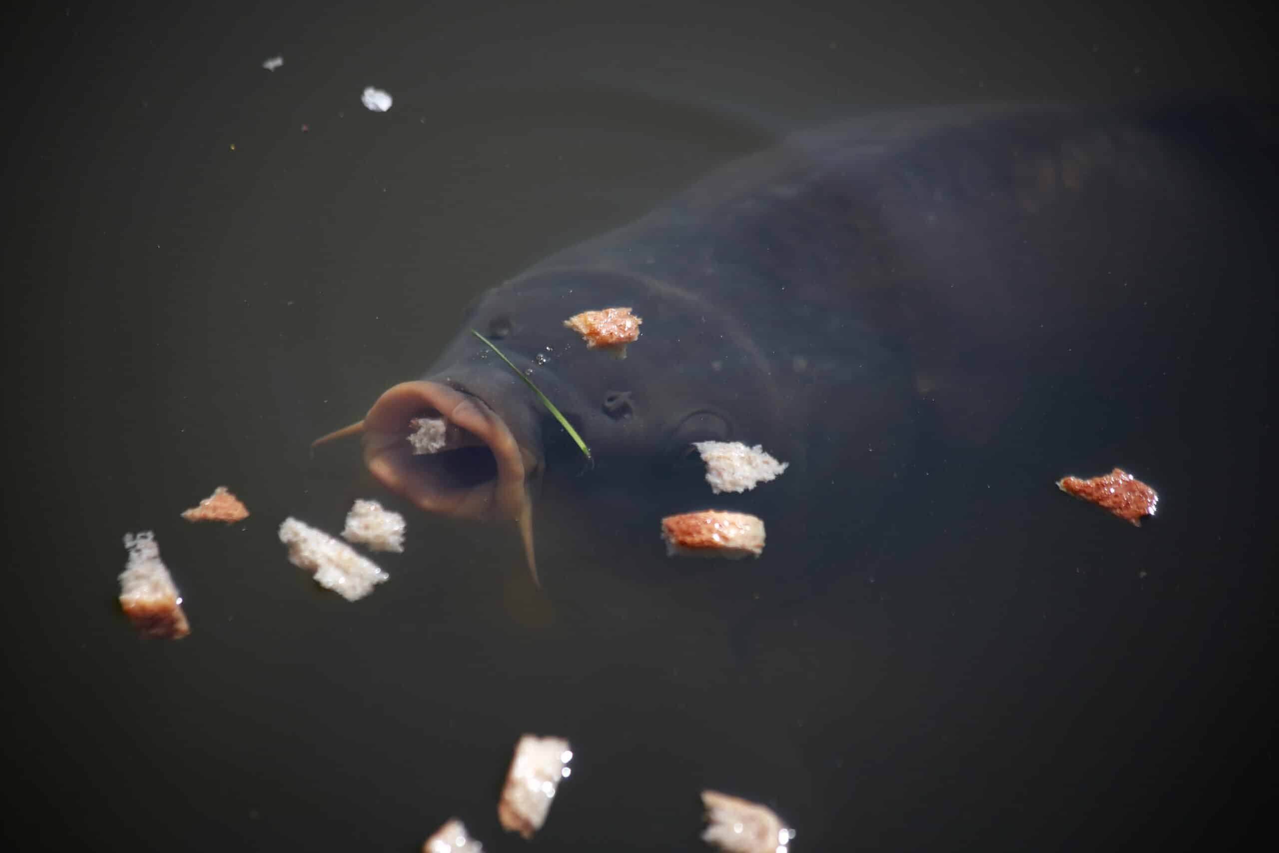 lainzer tiergarten märz 2014 hohenauer teich karpfen (cyprinus carpio) 4 lainzer tiergarten märz 2014 hohenauer teich karpfen (cyprinus carpio) 4