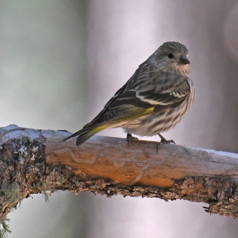 pine siskin mount lemmon 4.10.22 dsc 3707