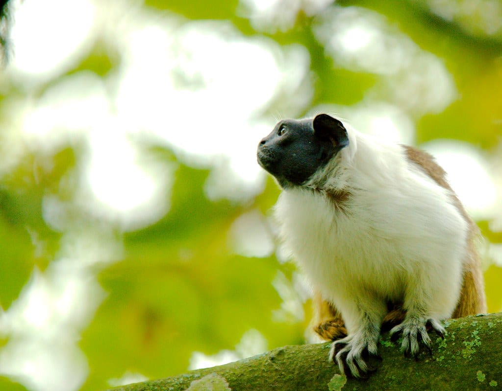 pied tamarin (saguinus bicolor) 36
