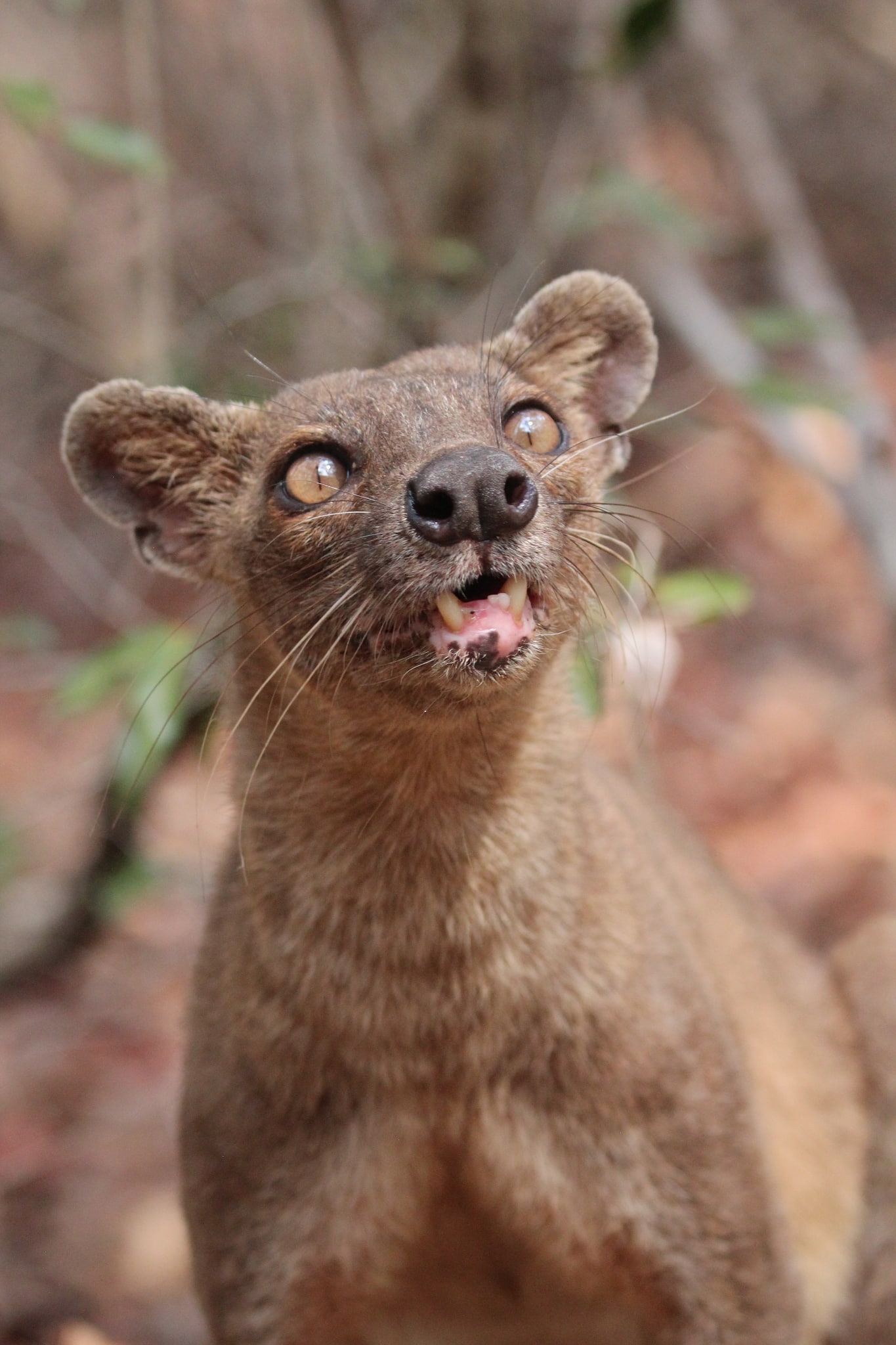 cryptoprocta ferox 455474738