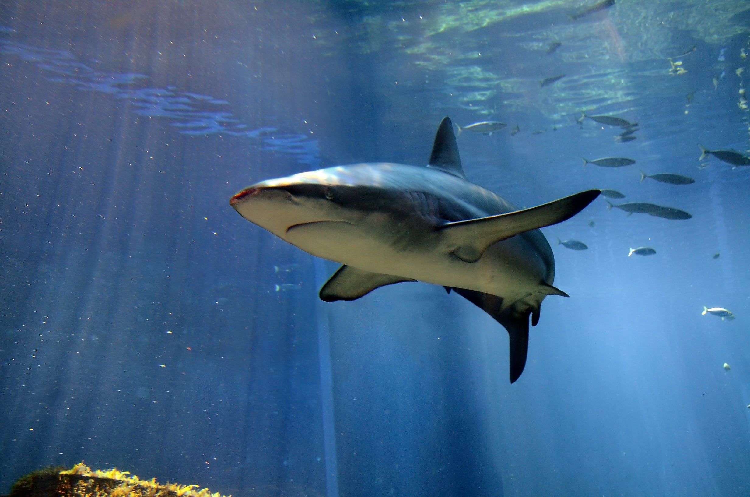 carcharhinus obscurus in ushaka sea world 0893a carcharhinus obscurus in ushaka sea world 0893a