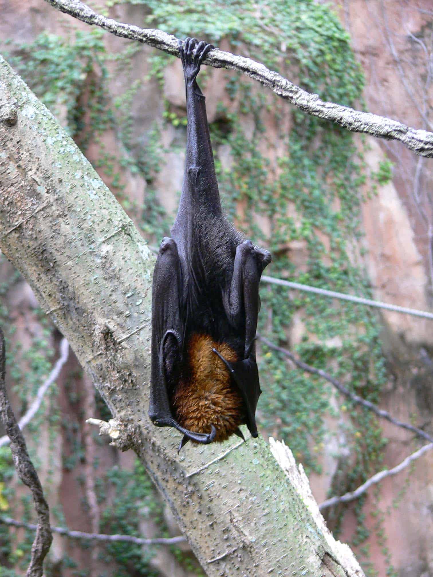 pteropus vampyrus2 pteropus vampyrus2