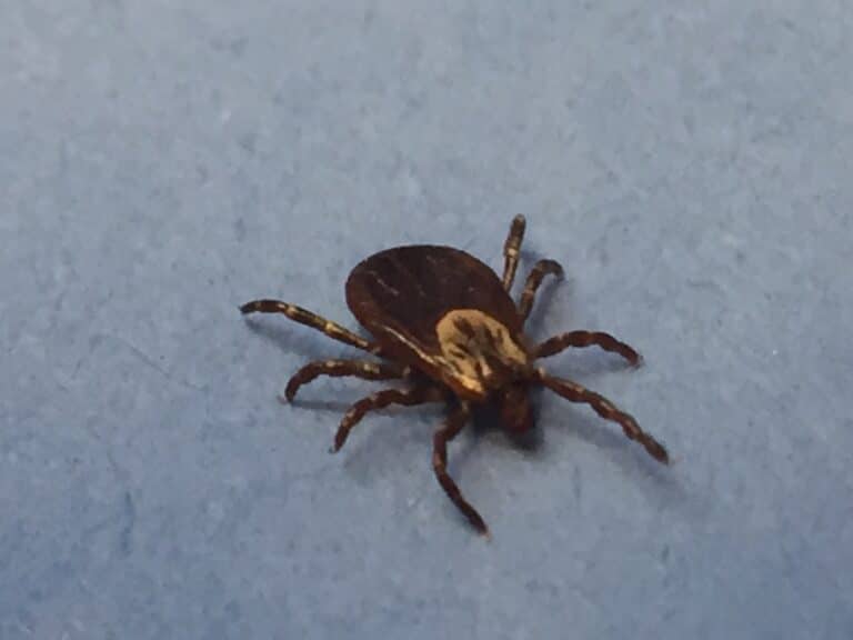 female dog tick (37280061040)