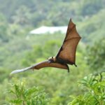 Fruit Bat