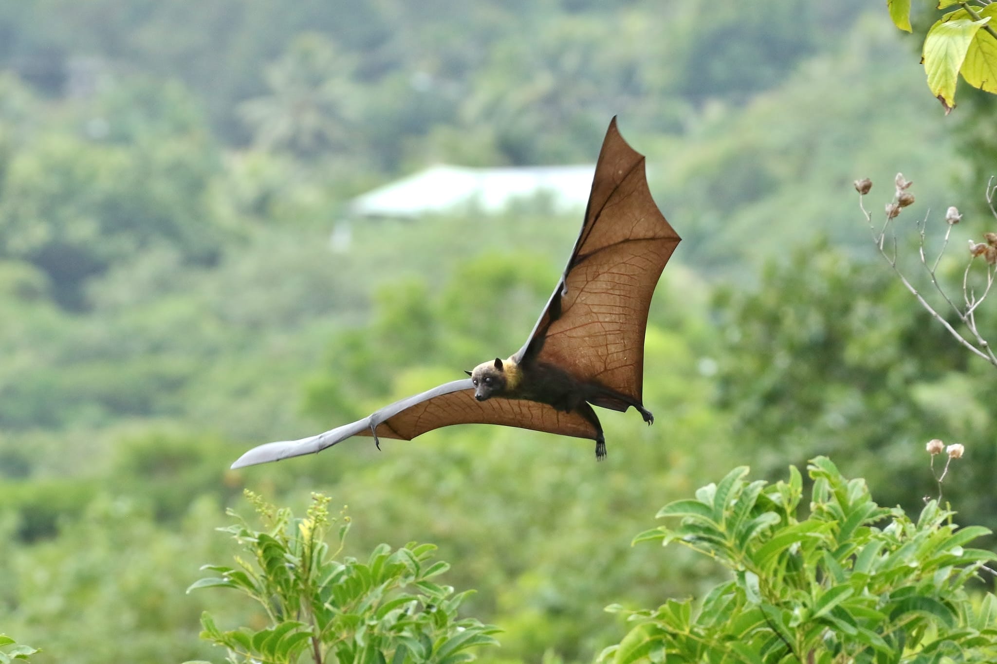 pteropus pelewensis yapensis pteropus pelewensis yapensis Fruit Bat