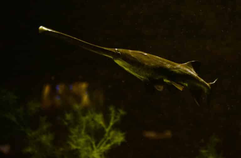 file:polyodon spathula aquarium liège 30012016 2.jpg file:polyodon spathula aquarium liège 30012016 2.jpg American Paddlefish