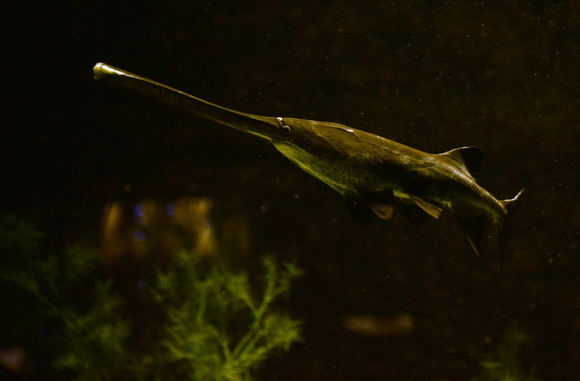 file:polyodon spathula aquarium liège 30012016 2.jpg file:polyodon spathula aquarium liège 30012016 2.jpg American Paddlefish