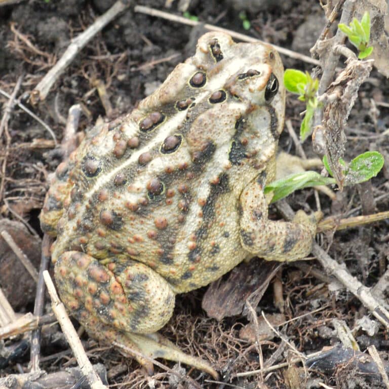 american toad (anaxyrus americanus) guelph, ontario 2020 05 16 american toad (anaxyrus americanus) guelph, ontario 2020 05 16