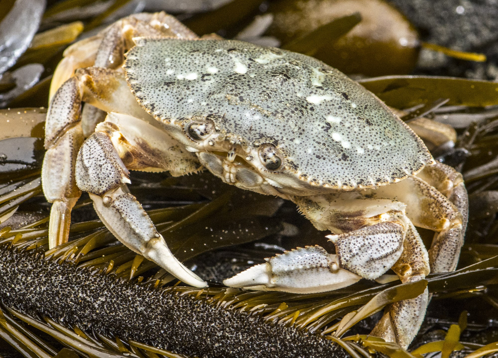 dungeness crab (9363748397) dungeness crab (9363748397)