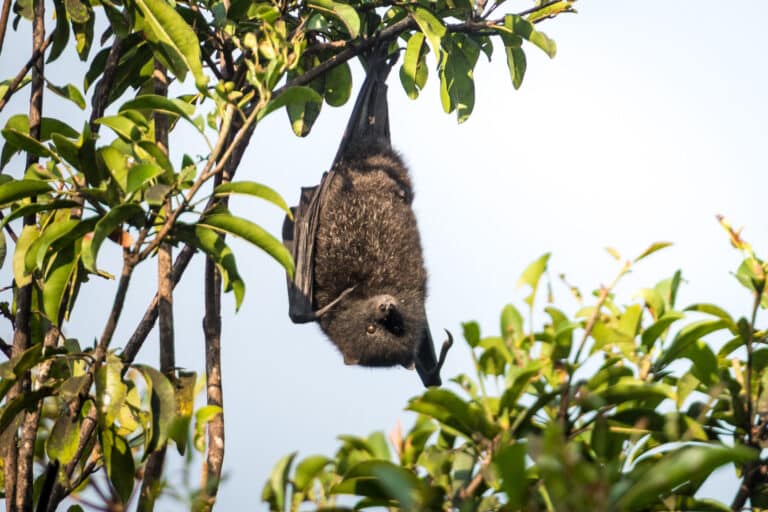 pteropus melanotus natalis the christmas island flying fox pteropus melanotus natalis the christmas island flying fox