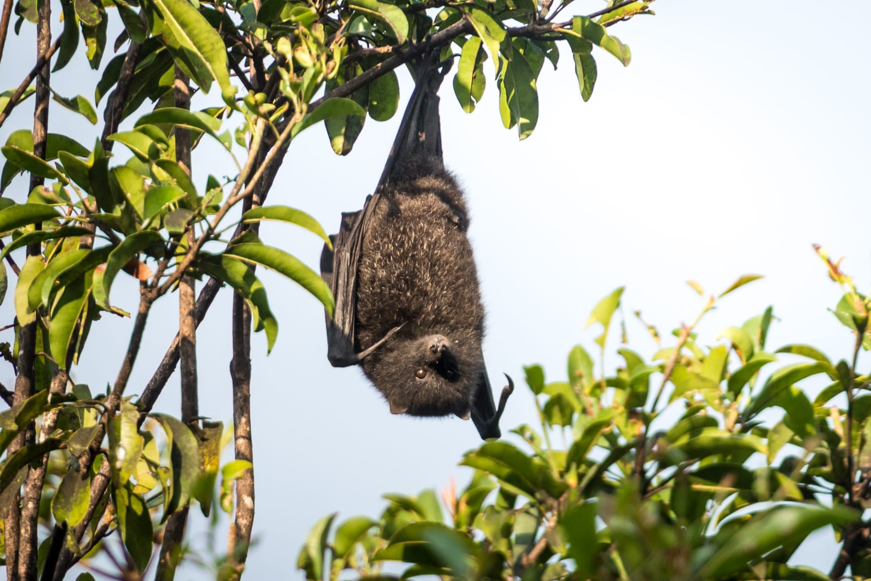 pteropus melanotus natalis the christmas island flying fox pteropus melanotus natalis the christmas island flying fox