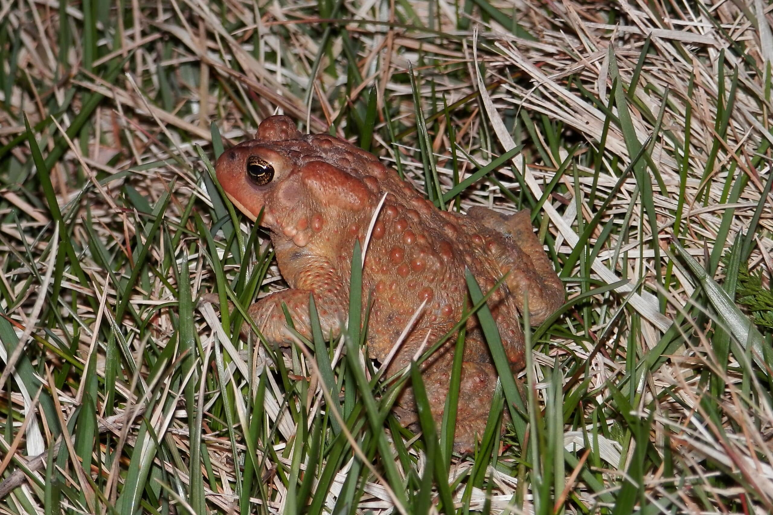 american toad (anaxyrus americanus) simcoe, ontario 2013 04 18 (01) american toad (anaxyrus americanus) simcoe, ontario 2013 04 18 (01)