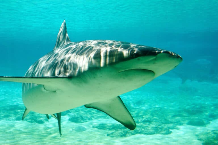 carcharhinus obscurus gold coast carcharhinus obscurus gold coast Dusky Shark